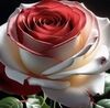berrylaura98